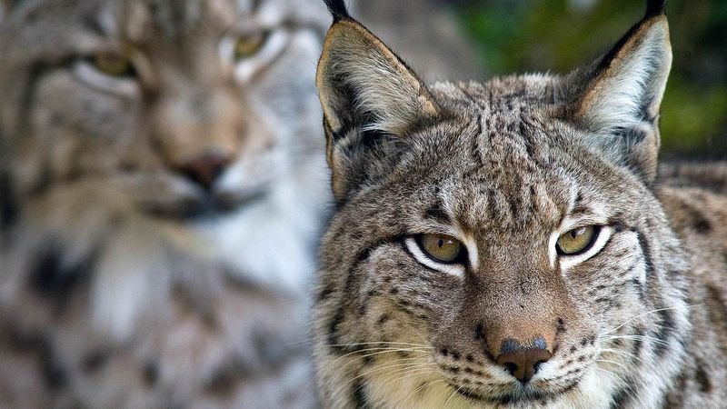 Resilient Lynx And Their Prey Interactions