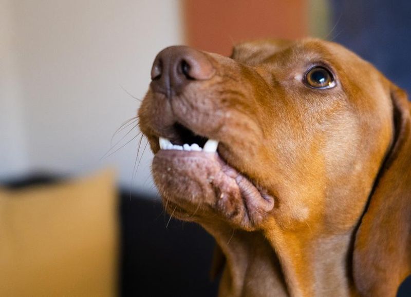 Mysterious Teeth Chattering