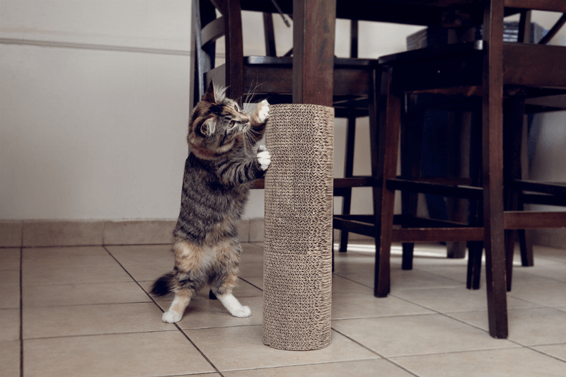 Appropriate Scratching Outlets