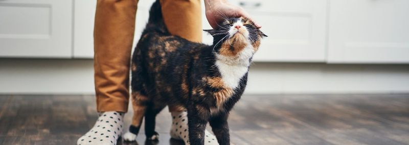 Greeting Rituals