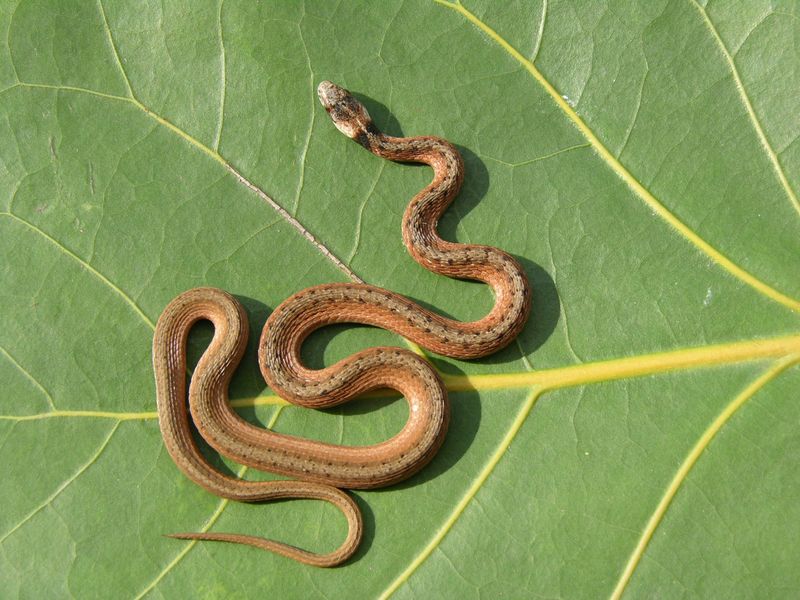 Managing Snake Encounters Safely