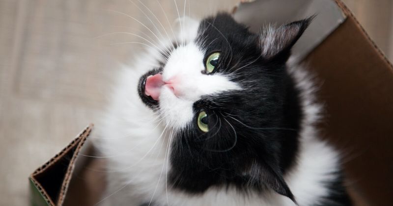 Unusual Vocalizations