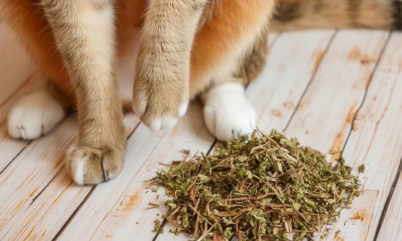 Herbal Calming Supplements