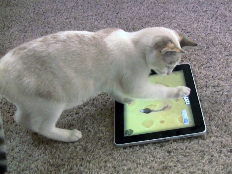 Try Interactive Apps Designed For Cats