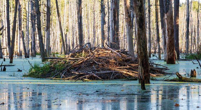 Some Farmers Oppose Beavers Due To Crop Risks