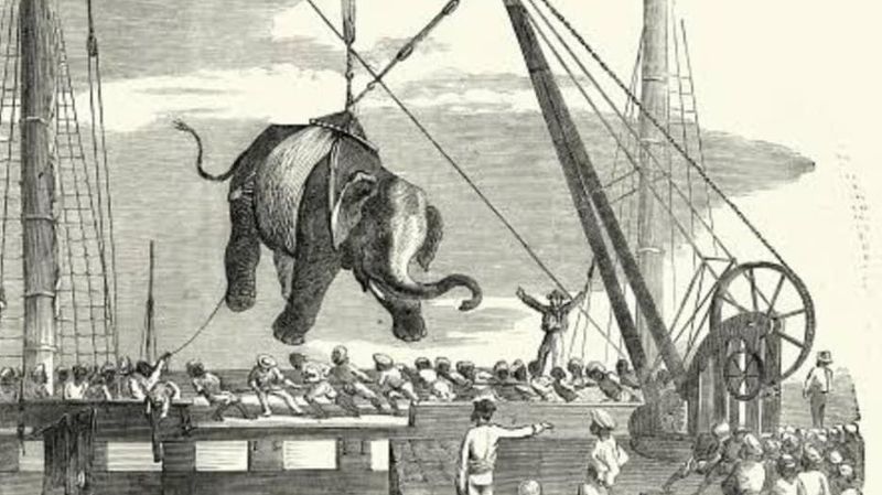 Captive Elephants In North America