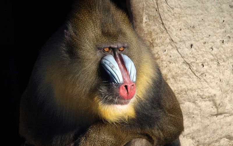 Mandrill: The Emotional Intelligence Expert