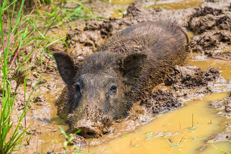 Wild Boars