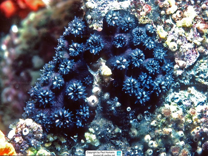 Rhizopsammia Wellingtoni's Role In The Ocean