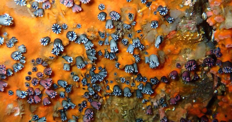 What The Rediscovery Of Rhizopsammia Wellingtoni Means For Biodiversity