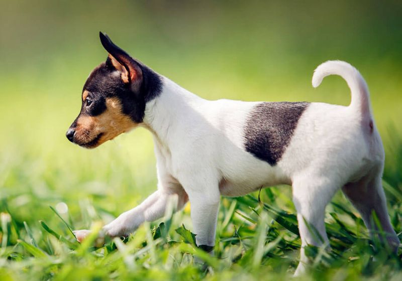Toy Fox Terrier