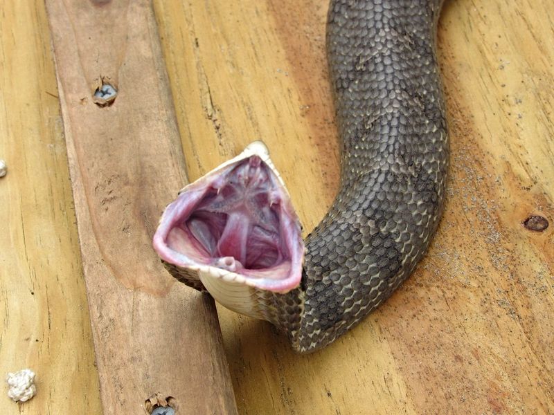 Hognose Snake