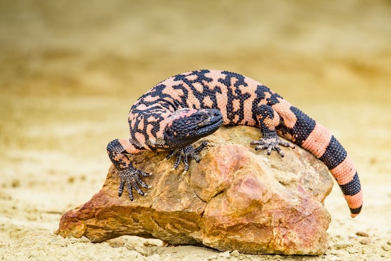 Gila Monsters Pack A Venomous Surprise