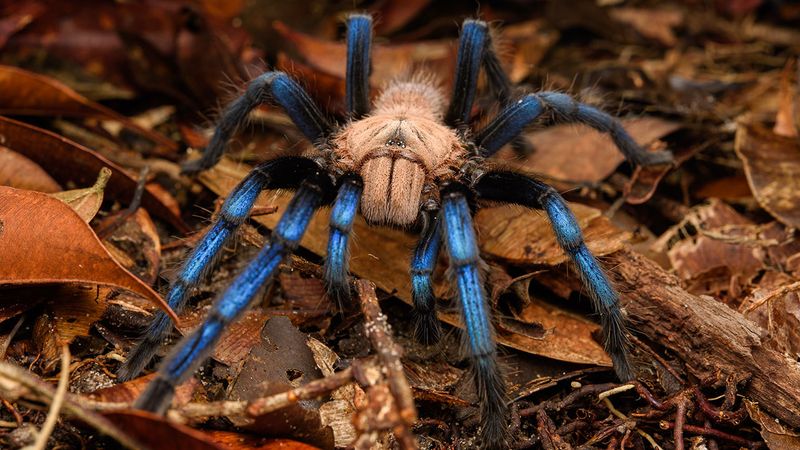 Blue Tarantula