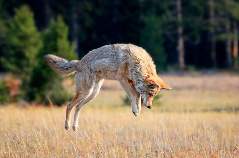 Coyote Population Balance