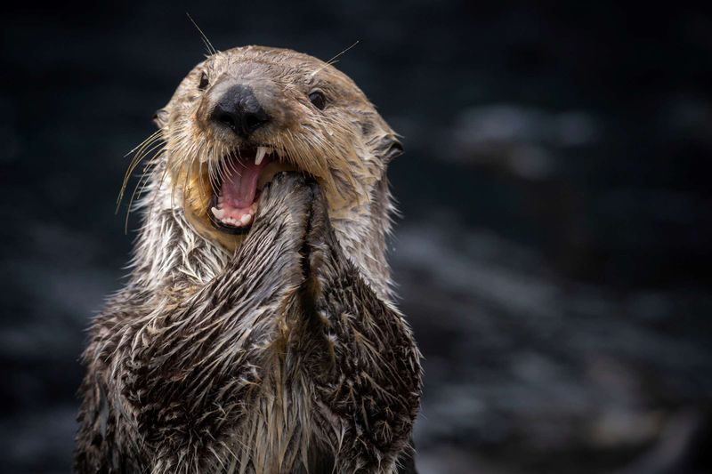 Sea Otters Have Strong, Resilient Teeth