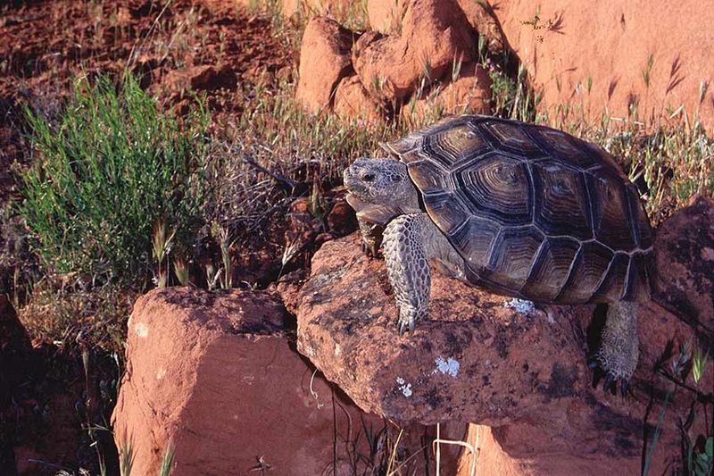 Desert Tortoises Carry Mini-Ecosystems