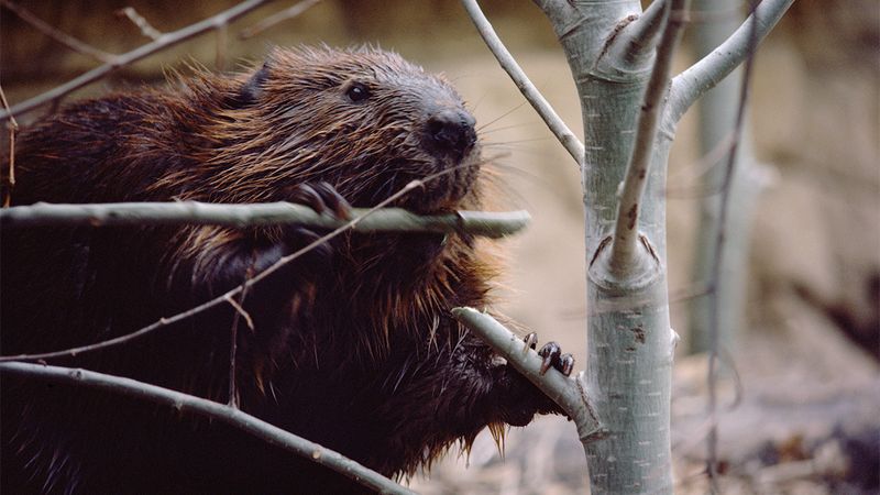 Beaver Engineering Projects