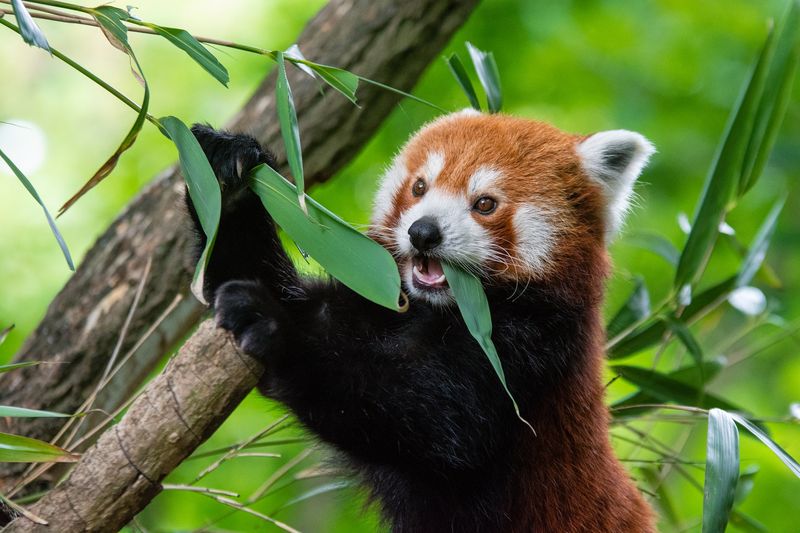 Bamboo Shortages Threaten Survival