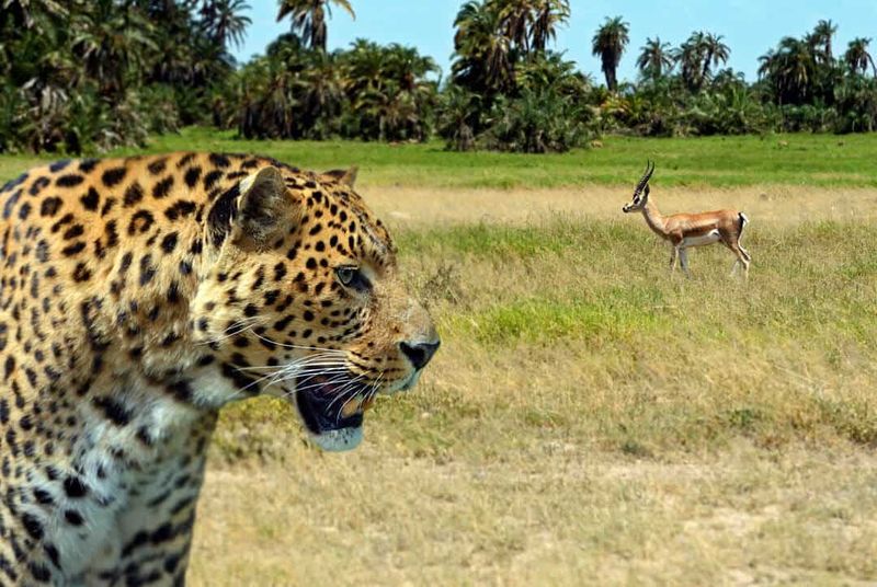 Loss Of Prey Species Is Starving Them