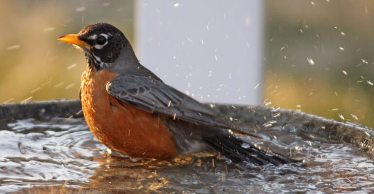 Robins Will Keep Returning Even In Summer If These Ingredients Are Left In Gardens