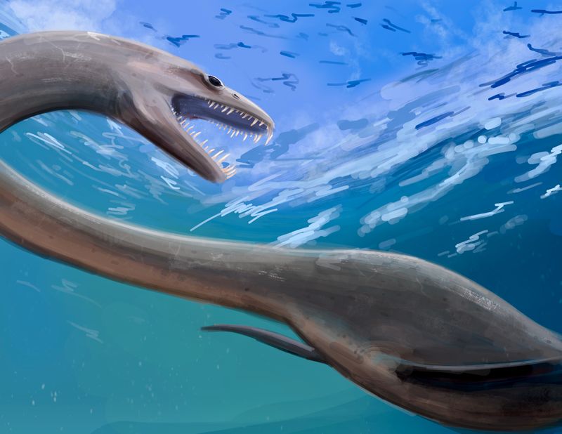 Shoulder Structure Shows A Unique Mix Of Primitive And Advanced Traits