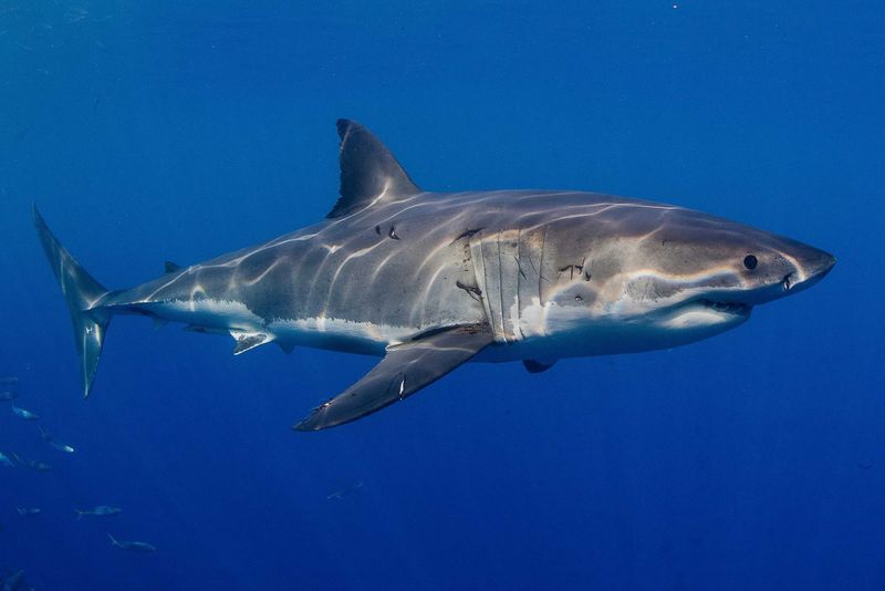 Conservation Implications