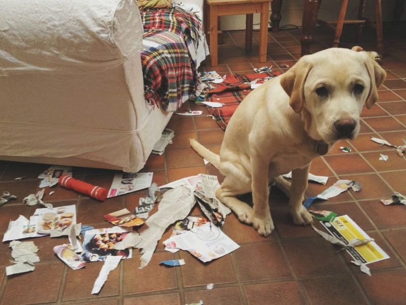 Guilt That Changes Behavior