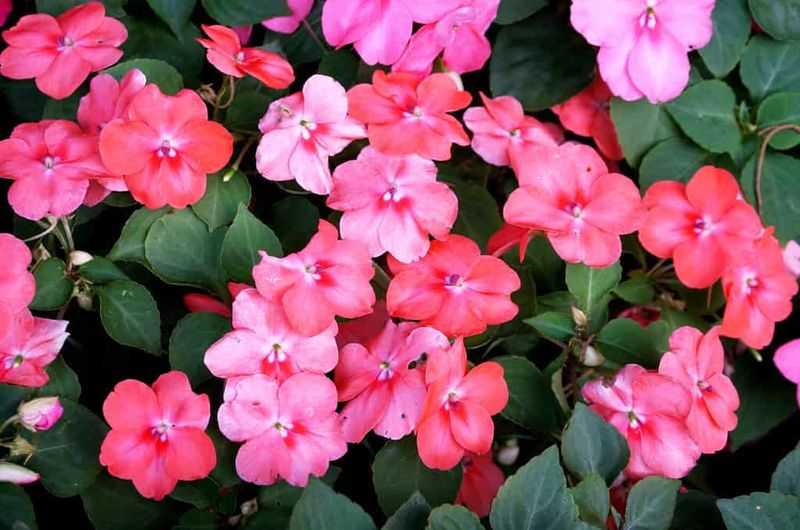 Impatiens Invitation