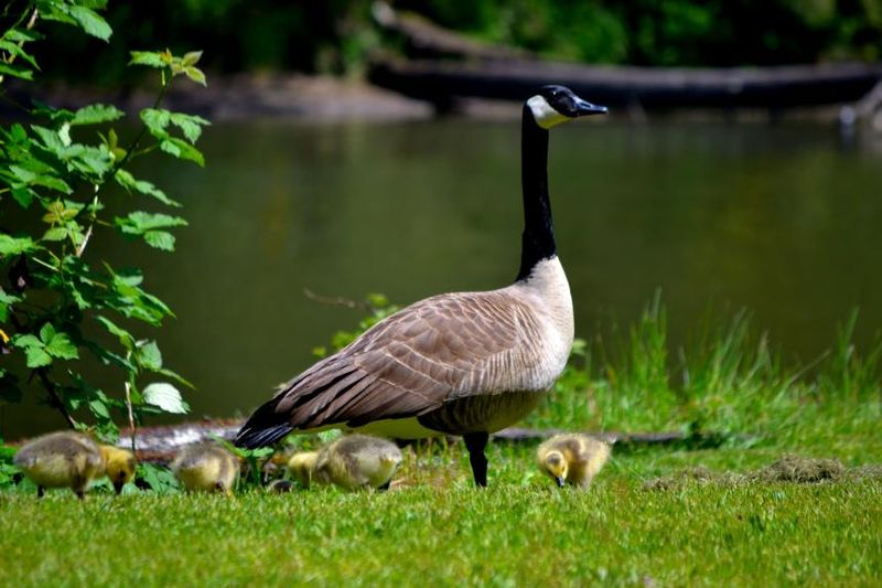 Canada Geese