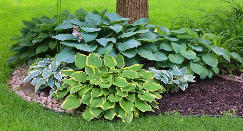 Hosta Buffet
