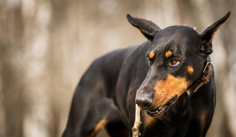 Doberman Pinscher