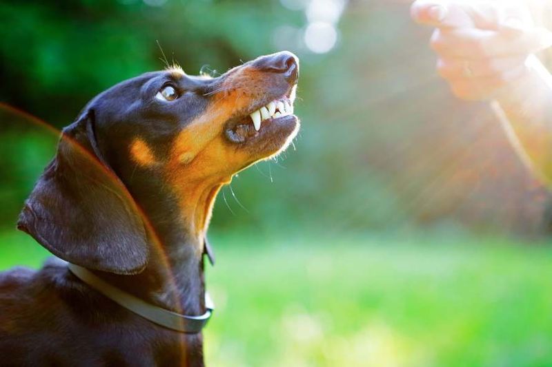 Dachshunds