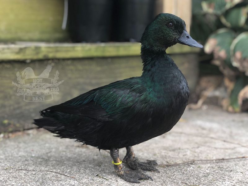 East Indie Duck