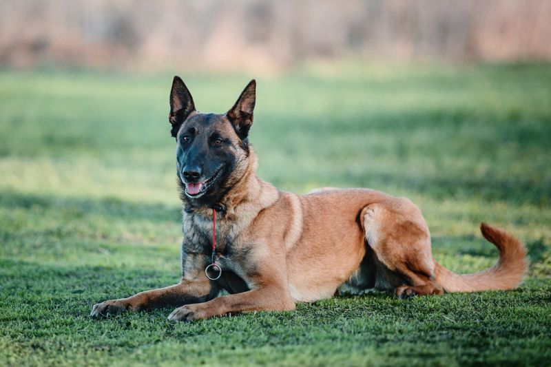 Belgian Malinois