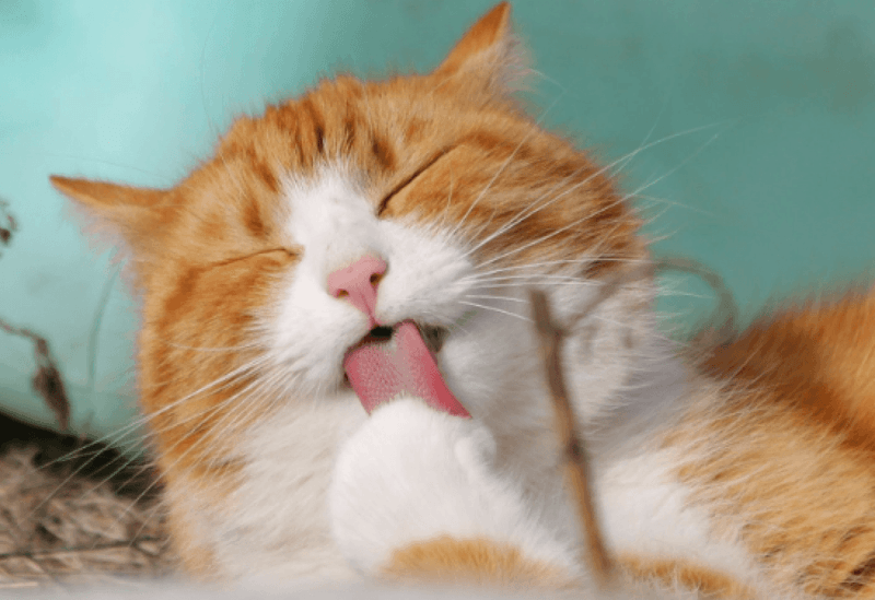 Excessive Licking
