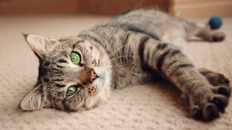 European Shorthair: The Practical Thinker