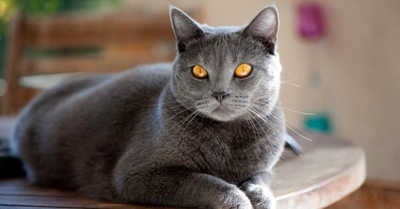 Chartreux's Woolly Wonder