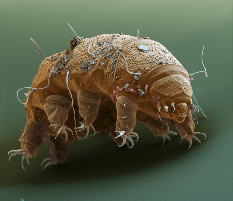 Tardigrade – Most Resilient Animal