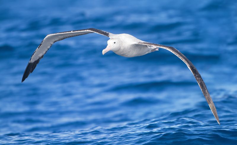 Wandering Albatross – Largest Wingspan