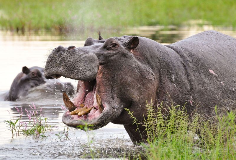 Hippopotamus – Surprising Power In A Herbivore