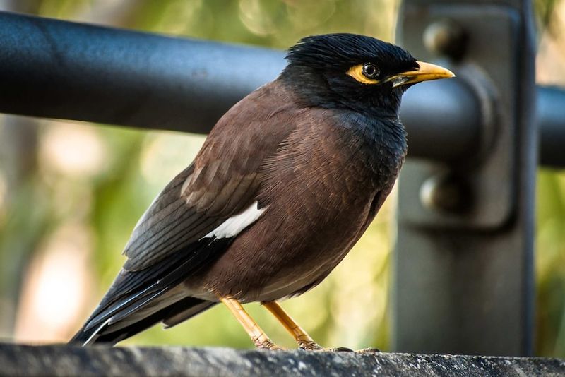 Indian Myna