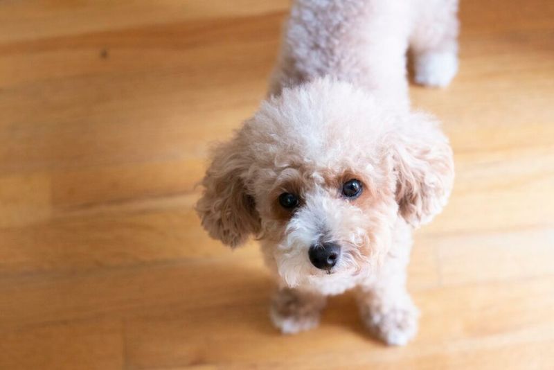 Poodle (Toy And Miniature)