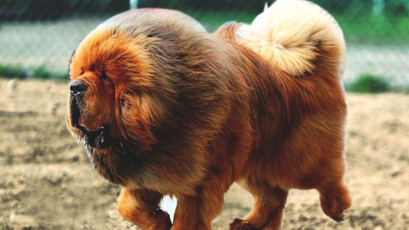 Tibetan Mastiff