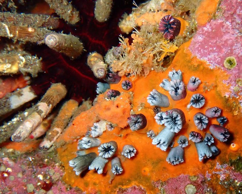 The Long-Lost Coral Rediscovered After 24 Years