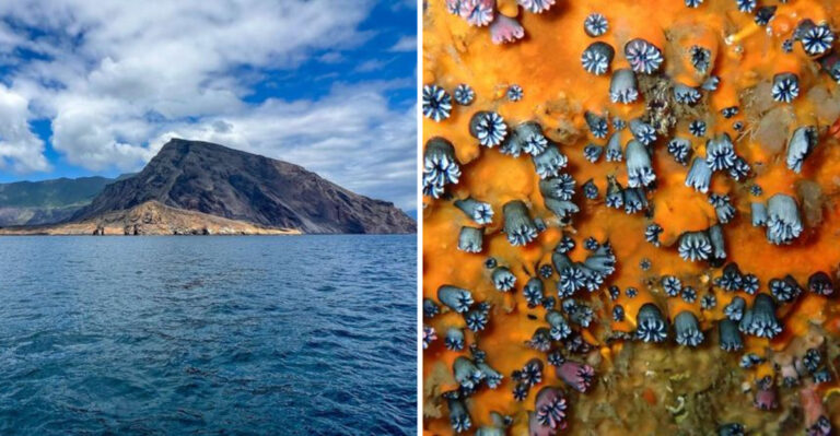 San Francisco Researchers Rediscover Species Once Believed Extinct