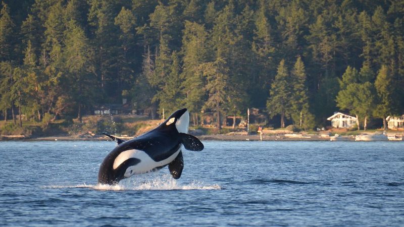 Puget Sound, Washington