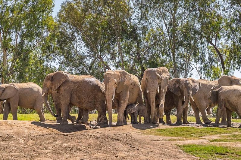 Conservation Challenges