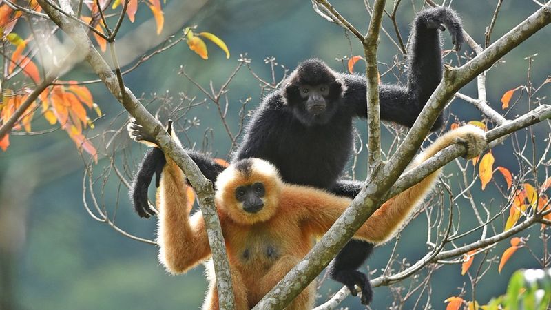 Hainan Gibbon, The Forest Acrobat