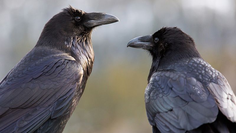 Bald Eagles And Ravens Became More Abundant